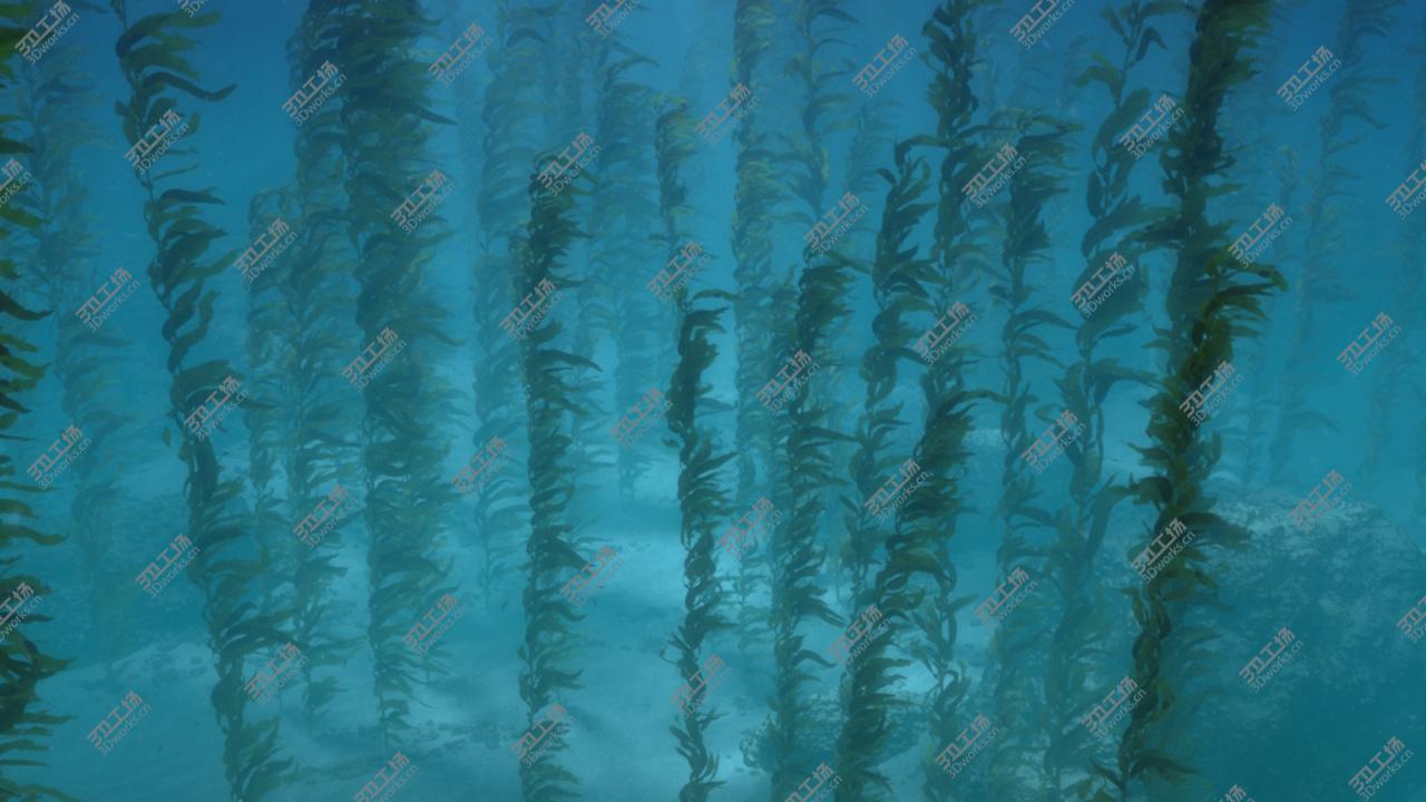images/goods_img/2021040234/Seaweed Animated 3D model/4.jpg